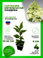 Гортензия метельчатая Пандриа