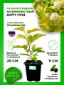 Пузыреплодник калинолистный Дартс Голд