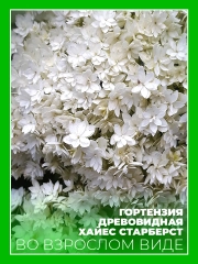 Гортензия древовидная Хайес Старберст