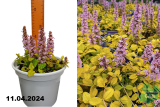 Живучка ползучая Голд Чанг (Ajuga reptans Gold Chang) C2 лс