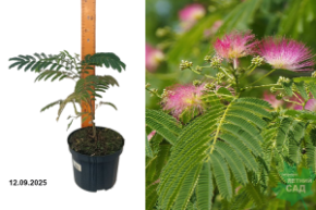 альбиция лейкоранская