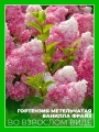 Гортензия метельчатая Ванилла Фрайз