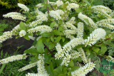 Итея виргинская Мерлот (Itea virginica Merlot) Р9