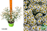 Танасетум снежный Джекпот (Tanacetum niveum Jackpot) С2 лс