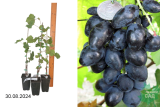 Виноград Ромбик (Vitis) Р8