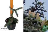 Пихта испанская Келлерис (Abies pinsapo Kelleriis) С5