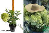 Гортензия метельчатая Бобо (Hydrangea paniculata Bobo) С3