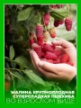 Малина Пшехиба