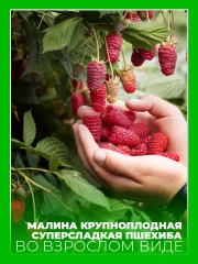 Малина Пшехиба