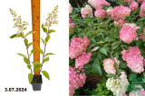 Гортензия метельчатая Пинк Леди (Hydrangea paniculata Pink Lady) Р9