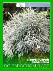 Спирея серая Грефшейм