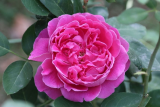 Роза шраб Поль Нерон (Rosa Shrub Paul Neyron) С7