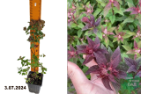 Спирея японская Мерло Грин (Spiraea japonica Merlo Green) Р9