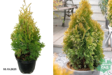 Туя западная Голден Энн (Thuia occidentalis Golden Ann) С3 х