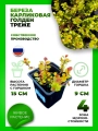 Береза карликовая Голден Трэже