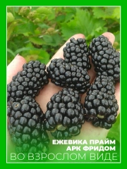 Ежевика Прайм Арк Фридом