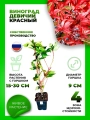 Девичий виноград пятилисточковый красный