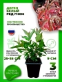 Дерен белый Ред Гном