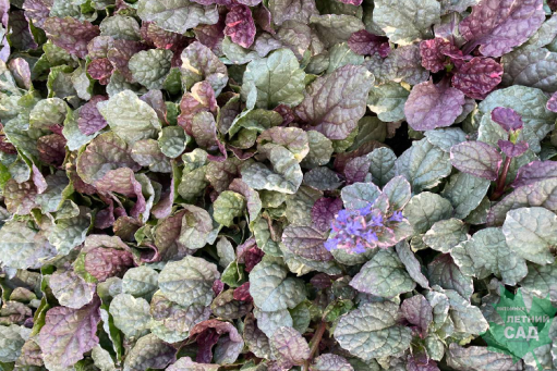 Каролина Мюллер жалаңаш