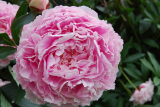 Пион травянистый Сара Бернард (Paeonia Sarah Bernhardt) кп