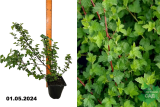 Пузыреплодник головчатый Тилден Парк (Physocarpus capitatus Tilden Park) С2