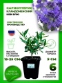 Кариоптерис кландоненский Кью Блю