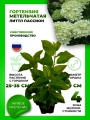 Гортензия метельчатая Литтл Пэшн