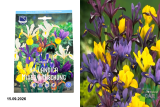 Ирис Холландика ( Iris × hollandica) 20 шт/уп