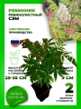Рябинник рябинолистный Сэм