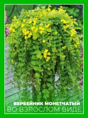 Вербейник монетчатый