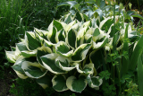 Хоста Форчуна Патриот (Hosta fortunei Patriot)