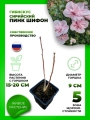Гибискус сирийский Пинк Шифон