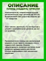Плющ (хедера) Криспи