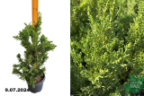 Кипарисовик тупой Драхт (Chamaecyparis obtusa Draht) С3