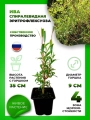 Ива спиралевидная Эритрофлексуоза