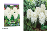 Гиацинт Карнеги (Hyacinthus Carnegie) 5шт/уп