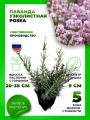 Лаванда узколистная Розеа