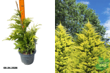 Купрессоципарис Лейланда Голд Райдер (Cupressocyparis leylandii Gold Rider) С3 Э