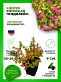 Спирея японская Голдфлэйм