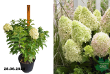 Гортензия метельчатая Литтл Фрайз (Hydrangea paniculata Little Fraise) C10