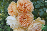 Роза английская Краун Принцесс Мэргарит (Rose еnglish Crown Princess Margareta) С6