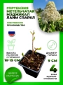 Гортензия метельчатая Мэджикал Лайм Спаркл