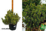 Сосна горная Мугус (Pinus mugo Mughus) C10