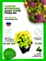 Спирея японская Дабл Плей Голд Ян