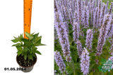 Агастахе мексиканский Блю Фартун (Agastache Blue Fortune) С1,5