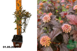 Пузыреплодник калинолистный Мэджикал Свит Черри Ти (Physocarpus opulif. Magical Sweet Cherry Tea) Р9