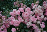 Роза полиантовая Зе Фэйри (Rosa Polyantha The Fairy) С6