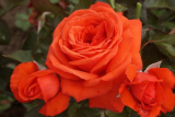 Роза плетистая Салита (Rosa Climber Salita) ОКС