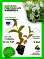 Вейгела гибридная Кандида