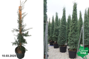 Cupressus arizonica glauca